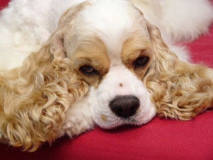 American Cocker Spaniel descrierea rasei cu fotografie