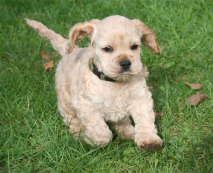 American Cocker Spaniel descrierea rasei cu fotografie