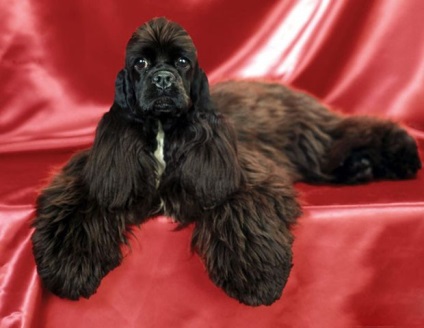 American cocker spaniel descriere a rasei, zoomorph