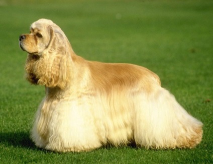 American cocker spaniel descriere a rasei, zoomorph