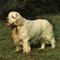 Cocker spaniel american, îngrijirea pisicilor și îngrijirea câinilor