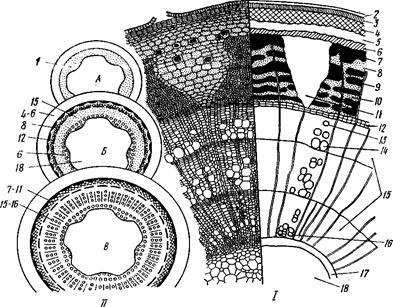 Structura anatomică a tulpinii de tei (tilia cordata) - stadopedia