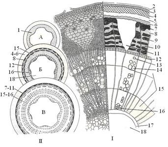 Structura anatomică a tulpinii de plante monocotiledonate și dicotiledonate