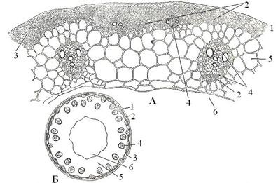 Structura anatomică a tulpinii de plante monocotiledonate și dicotiledonate