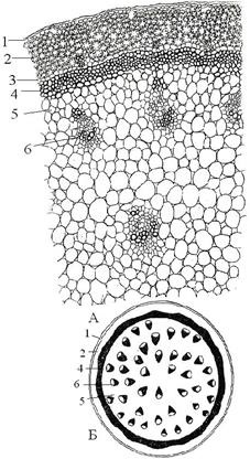 Structura anatomică a tulpinii de plante monocotiledonate și dicotiledonate