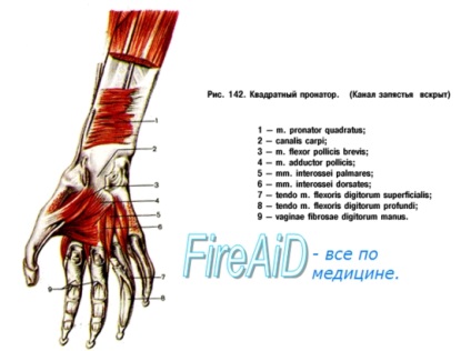 Anatomia mușchiului antebratului