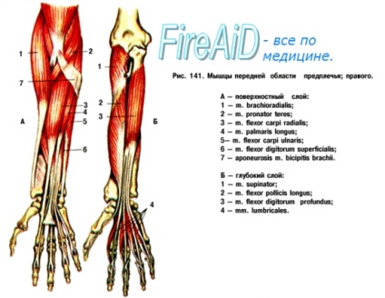 Anatomia mușchiului antebratului