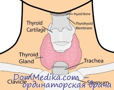 Anatomia glandei tiroide