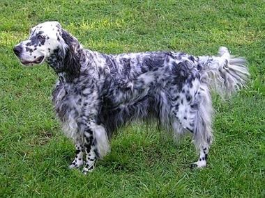 English Setter - descriere, caracteristici, boli, modul de hrănire, fotografii de câini English Setter,