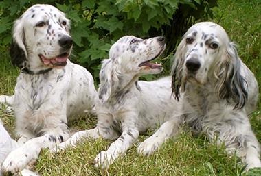 English Setter - descriere, caracteristici, boli, modul de hrănire, fotografii de câini English Setter,