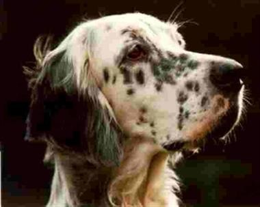 English Setter - descriere, caracteristici, boli, modul de hrănire, fotografii de câini English Setter,