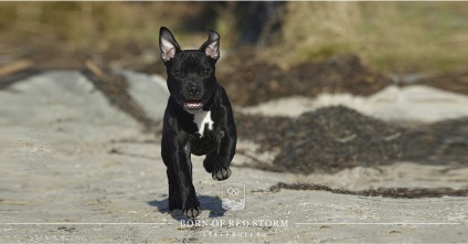 Anglia Staffordshire Bull Terrier, Categiul Staffbug