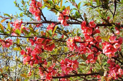 Cultivarea gutunului japonez în Siberia