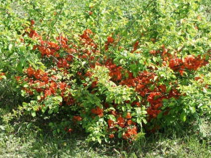 Cultivarea gutunului japonez în Siberia