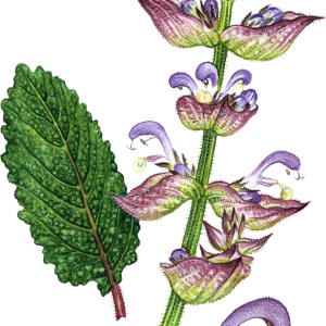 ABC de plante în versuri cu imagini, la început