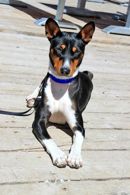 Basenji kutya Nela