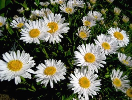 Flori albe - fotografie și nume