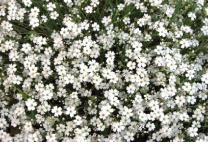 Flori albe - fotografie și nume
