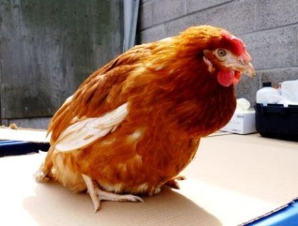 Boli ale găinilor ouătoare la domiciliu, tratarea lor foto,