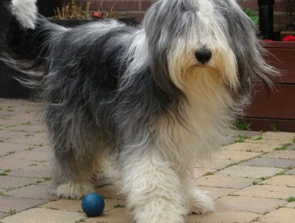 Bearded Collie descrierea rasei, fotografie, natură, video