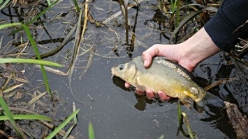 Boilies pentru rețete de pescuit de pescuit, tehnica de crap și de pescuit alb Cupidon - ecran-șir -