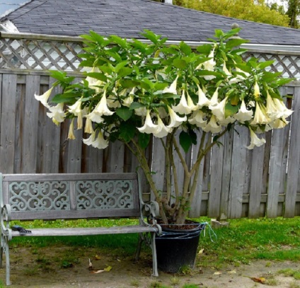 Brugmansia ültetés és gondozás a nyílt terepen