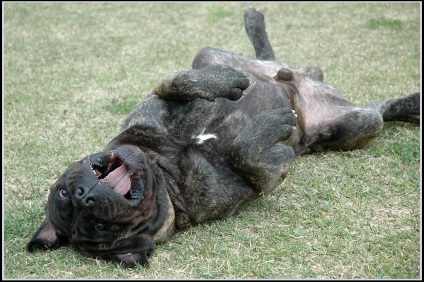 Fotografia fotografiei bullmastiff, descrierea rasei de caini, natura si preturile