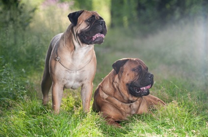 Fotografia fotografiei bullmastiff, descrierea rasei de caini, natura si preturile