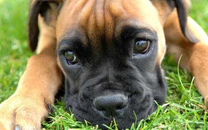 Fotografia fotografiei bullmastiff, descrierea rasei de caini, natura si preturile