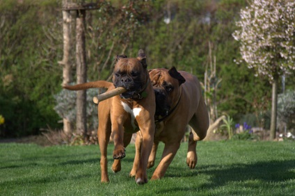 Fotografia fotografiei bullmastiff, descrierea rasei de caini, natura si preturile