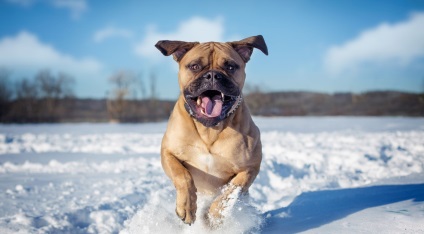 Fotografia fotografiei bullmastiff, descrierea rasei de caini, natura si preturile