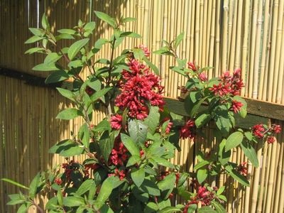 Cestrum, cestrum - plantă de casă