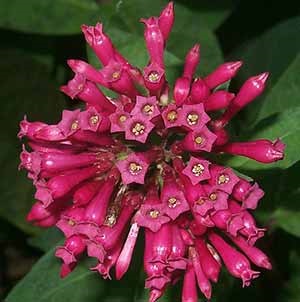 Cestrum elegant