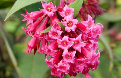 Cestrum - îngrijire, cultivare