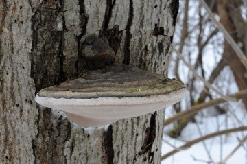 Chaga, chaga de ciuperci de mesteacăn