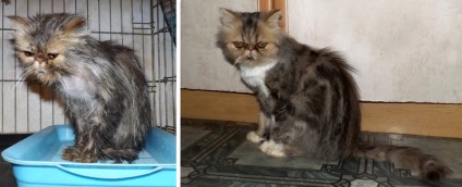 Chelyabinsk Portal pentru protecția animalelor - Persian Teenage Cat