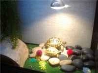 Turtle otthonában