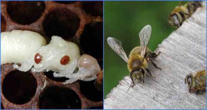 Mi a Varroa méh és milyen kezelési módszerek