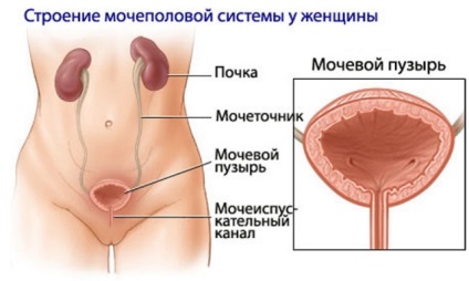 Цистит след раждането