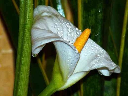 Florile calla într-un vis