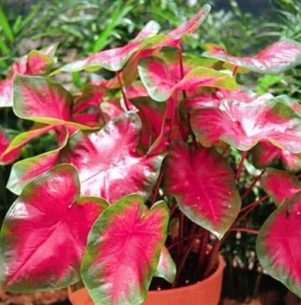 Caladium flower - fotografie, îngrijire la domiciliu