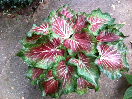 Caladium flower - fotografie, îngrijire la domiciliu