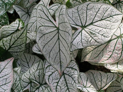 Caladium flower - fotografie, îngrijire la domiciliu