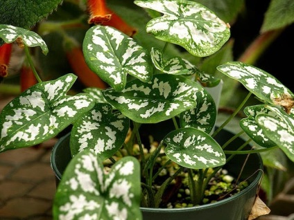 Caladium flower - fotografie, îngrijire la domiciliu