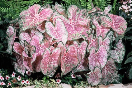 Caladium flower - fotografie, îngrijire la domiciliu