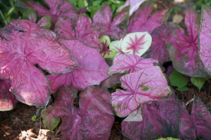 Caladium flower - fotografie, îngrijire la domiciliu