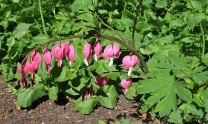 Flori rupt inimă (dicentra) de plantare și de îngrijire