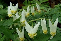 Flori rupt inimă (dicentra) de plantare și de îngrijire