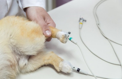 ECG pentru animalele din clinicile veterinare din Kazan