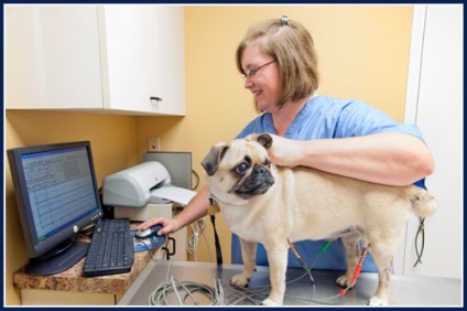 ECG pentru animalele din clinicile veterinare din Kazan